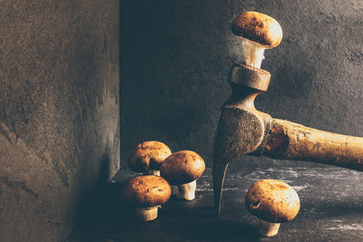 Close-up of mushrooms on wood