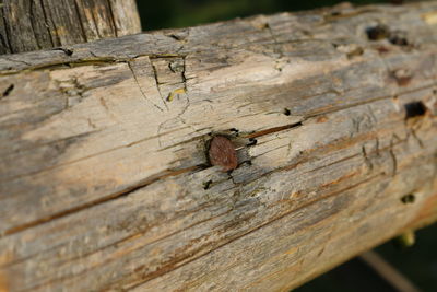 Close-up of wooden plank