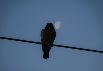 Low angle view of bird perching on cable against sky