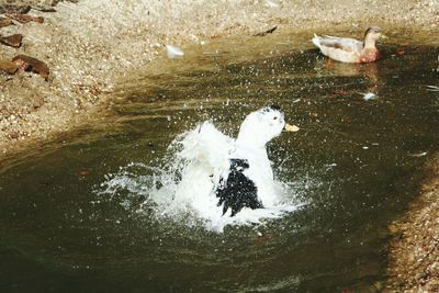 High angle view of bird in water