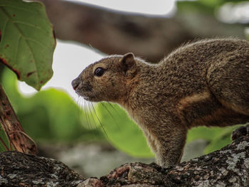 Close-up of squirrel