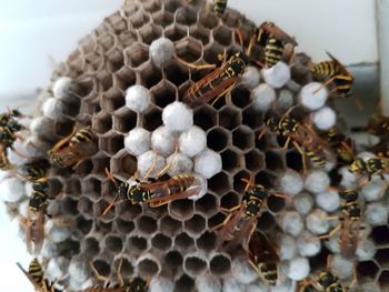 Close-up of bee pollinating