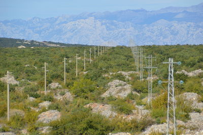 View of plants on landscape