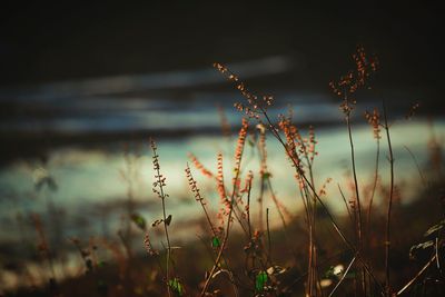 Close-up of grass against sky