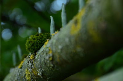 Close-up of plant