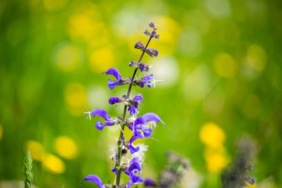 Close-up of purple flowering plant on field