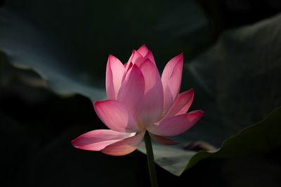 Close-up of pink water lily