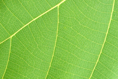 Full frame shot of green leaf