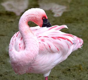 Close-up of a bird