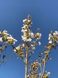 Low angle view of blooming tree against clear sky