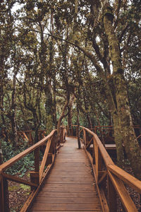 Wooden footbridge along trees in forest