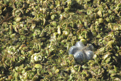 Close-up of jellyfish in sea