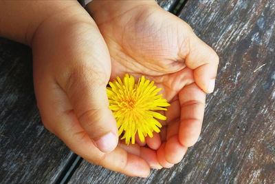 Cropped image of person holding yellow flower