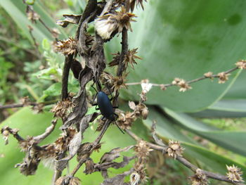 Close-up of flowers on branch