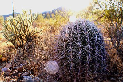 Close-up of cactus on field against sky