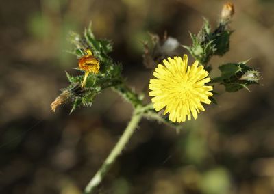 Close-up of yellow flowering plant