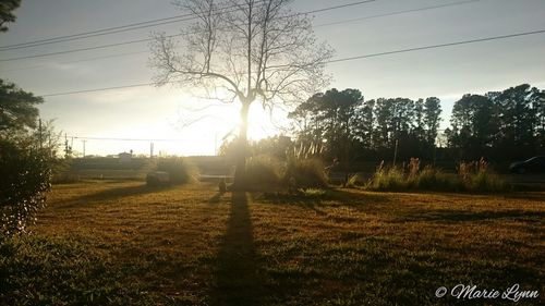 Sun shining through trees on field