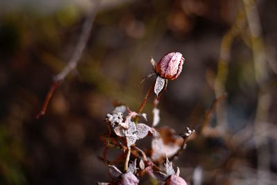 Close-up of wilted plant