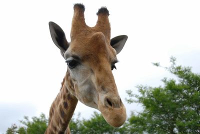 Close-up of giraffe against sky