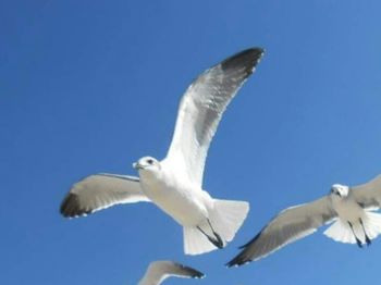 Low angle view of seagulls flying over white background