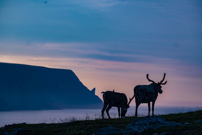 View of horses on beach during sunset