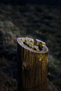 Close-up of wooden post on tree stump