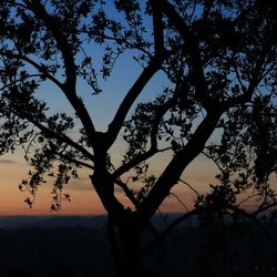 Silhouette of trees at sunset