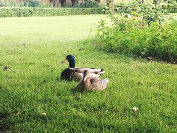 Sheep on grassy field