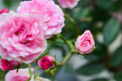 Close-up of pink roses