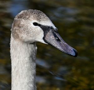 Close-up of goose in lake