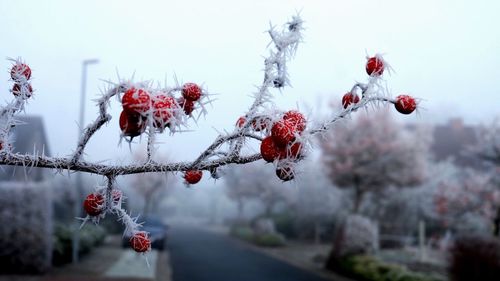 Close-up of snow covered tree against sky