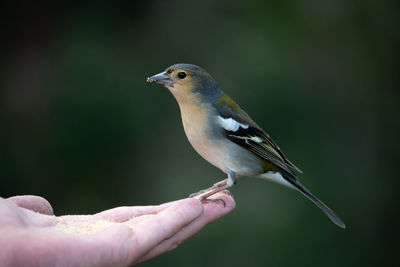 Close-up of bird perching on branch