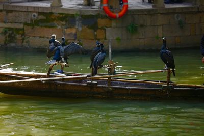 Birds perching on water