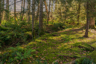 Trees growing in forest