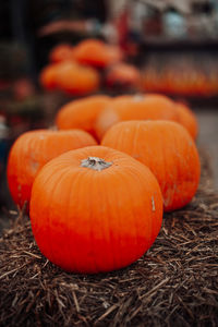 Close-up of pumpkins on field