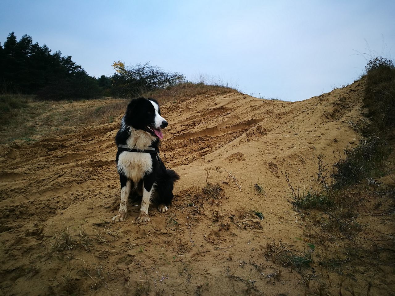 domestic animals, animal themes, mammal, dog, pets, one animal, livestock, real people, field, one person, tree, nature, sky, day, outdoors, border collie