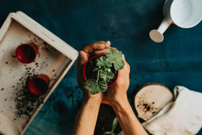 Cropped hands of woman holding potted plant