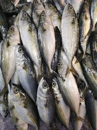 High angle view of fish for sale in market