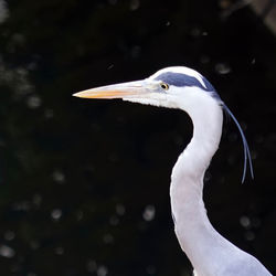 Close-up of a bird against blurred background