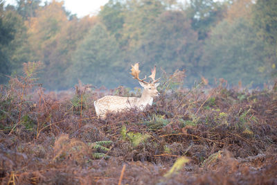 View of deer on field