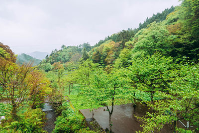 Scenic view of forest against sky