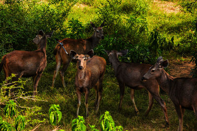 Horses standing in field