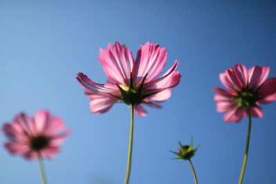 Close-up of cosmos flowers blooming against clear sky