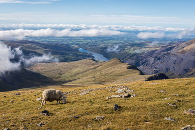 Sheep grazing in a field