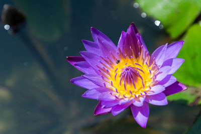 Close-up of purple lotus water lily in pond