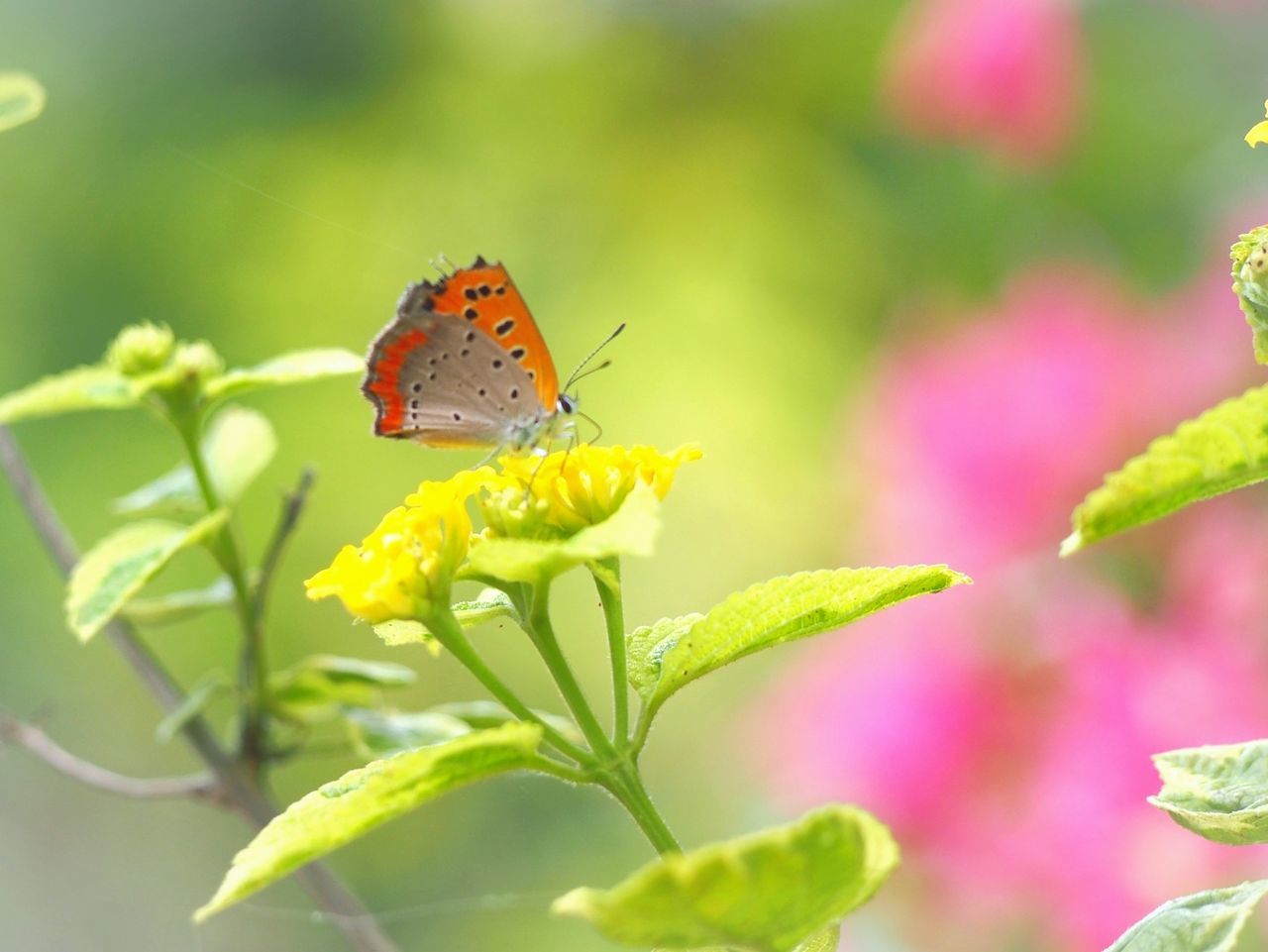 invertebrate, insect, animal wildlife, flower, animal themes, animal, beauty in nature, flowering plant, animals in the wild, plant, one animal, vulnerability, fragility, close-up, animal wing, butterfly - insect, growth, petal, flower head, focus on foreground, no people, pollination, butterfly, springtime