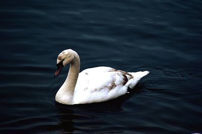 Swan swimming in lake