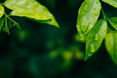 Close-up of raindrops on leaves