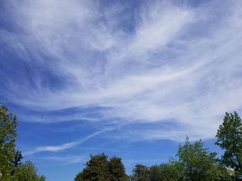 Low angle view of trees against blue sky