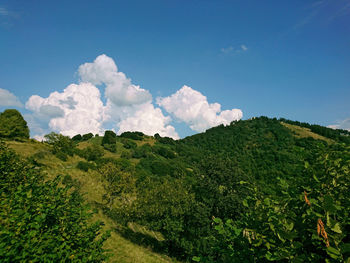 Low angle view of trees against sky